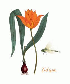 Magnet Aneleen « Tulipe »