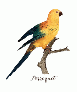 Carte d’art Aneleen « Perroquet »