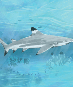 Carte d&rsquo;art Fish Art Work « Requin pointe noire »