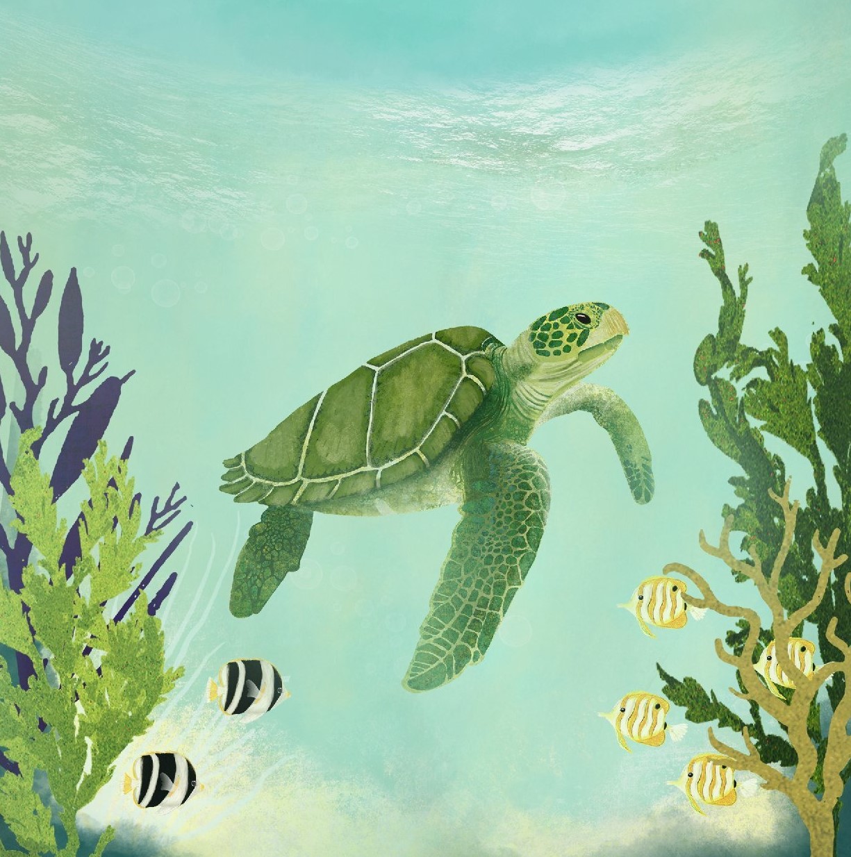 Magnet Katherine Quinn « Turtle »